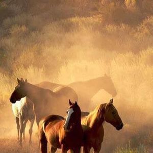 Meet your Posher, Carla